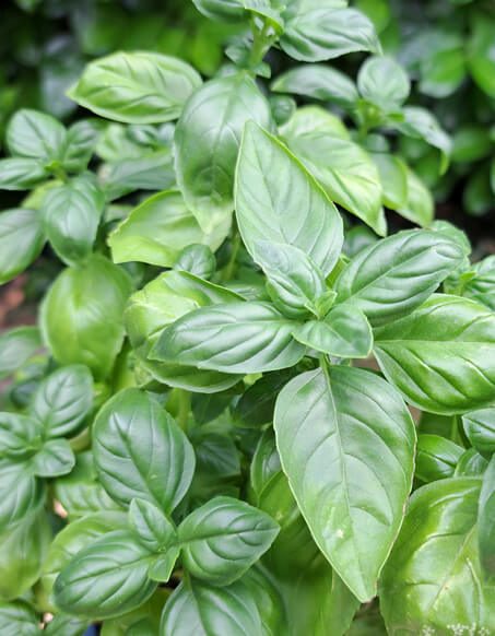 Katja Künster, Ernährungsberaterin aus Leverkusen arbeitet viel mit gesundem, aromatischen Basilikum.